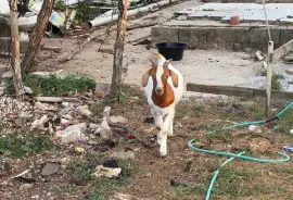 Ram