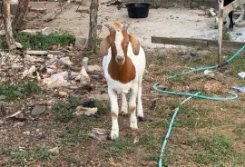 Ram
