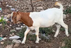 Ram