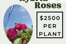 Rose Plants