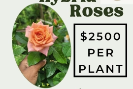 Rose Plants