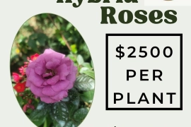 Rose Plants
