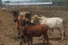 Cows