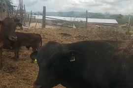 Cows
