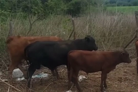 Cows