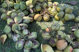 300 Jelly available ready