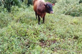 Service  bull 2 year old