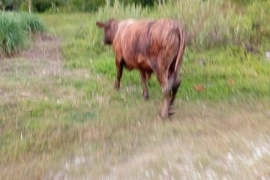 Service  bull 2 year old