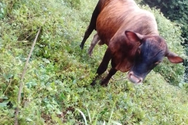 Service  bull 2 year old