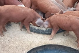 Piglets