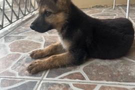 2 month old German shepherd pup 