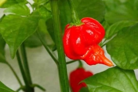 ?MASSIVE vegetable seedling sale!?