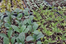 ?MASSIVE vegetable seedling sale!?