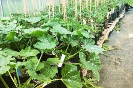 ?MASSIVE vegetable seedling sale!?