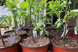 ?MASSIVE vegetable seedling sale!?