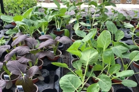 ?MASSIVE vegetable seedling sale!?