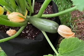 ?MASSIVE vegetable seedling sale!?