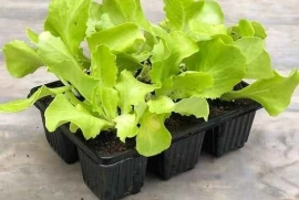 ?MASSIVE vegetable seedling sale!?