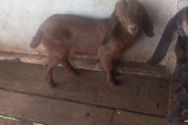 Mother and 2 female kids