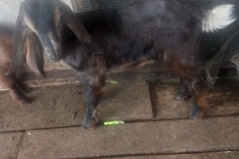 Mother and 2 female kids