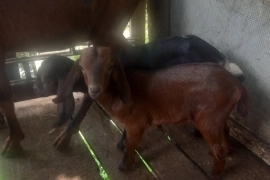 Mother and 2 female kids