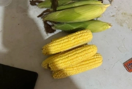 Sweet corn available