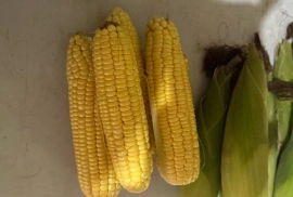 Sweet corn available