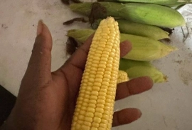 Sweet corn available