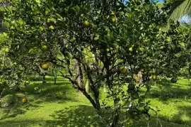 Oranges