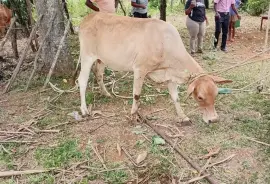 Cow