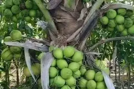 Dwarf coconut plants