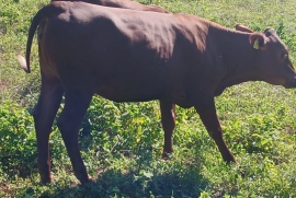 10 beautiful red poll heifers