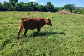 10 beautiful red poll heifers