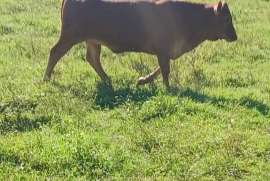 10 beautiful red poll heifers