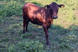 10 beautiful red poll heifers