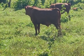 10 beautiful red poll heifers