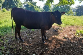 10 beautiful red poll heifers