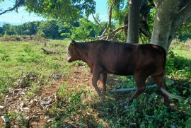 10 beautiful red poll heifers