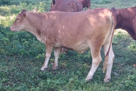 10 beautiful red poll heifers