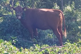 10 beautiful red poll heifers