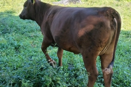 10 beautiful red poll heifers