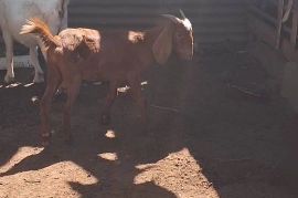 Beautiful graded boer/nubian RED FEMALE GOAT
