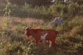 Solid mature Red highly graded boer buck goat