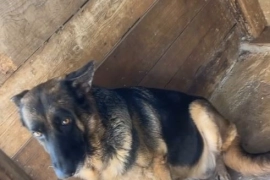 Full breed German shepherd female