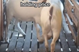 1 Graded and 1 Purered Bucks