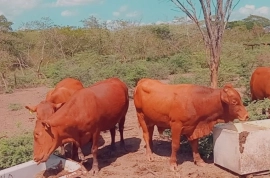 5 redpole females cows