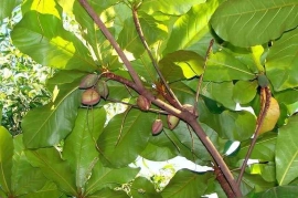 Dwarf almond tree