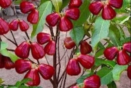 ♧ Dwarf rose apple tree for sale ♧
