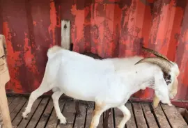Goat