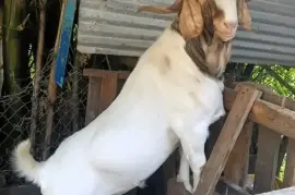 Goats